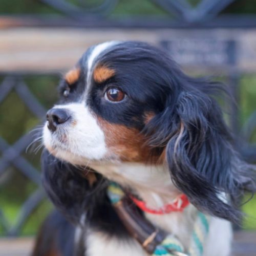 Cavalier Rescue Trust