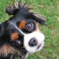 Cavalier Rescue Trust