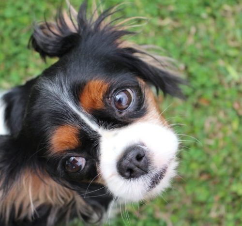 Cavalier Rescue Trust