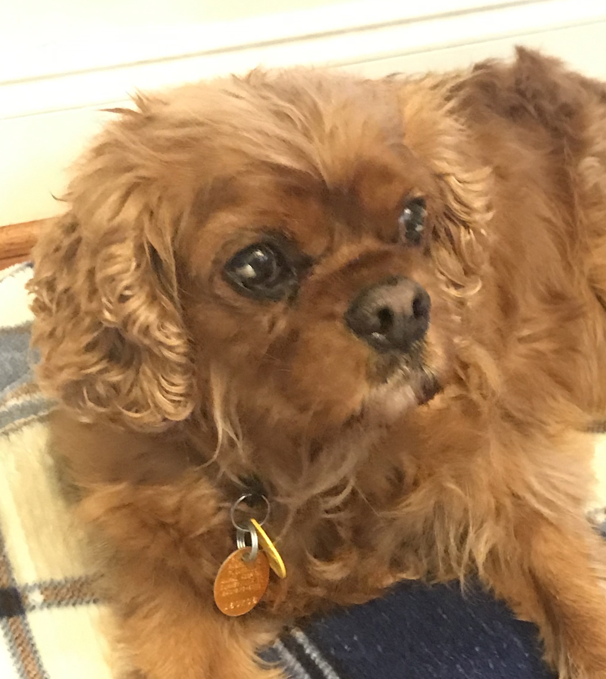 Dallas in SC Cavalier Rescue Trust