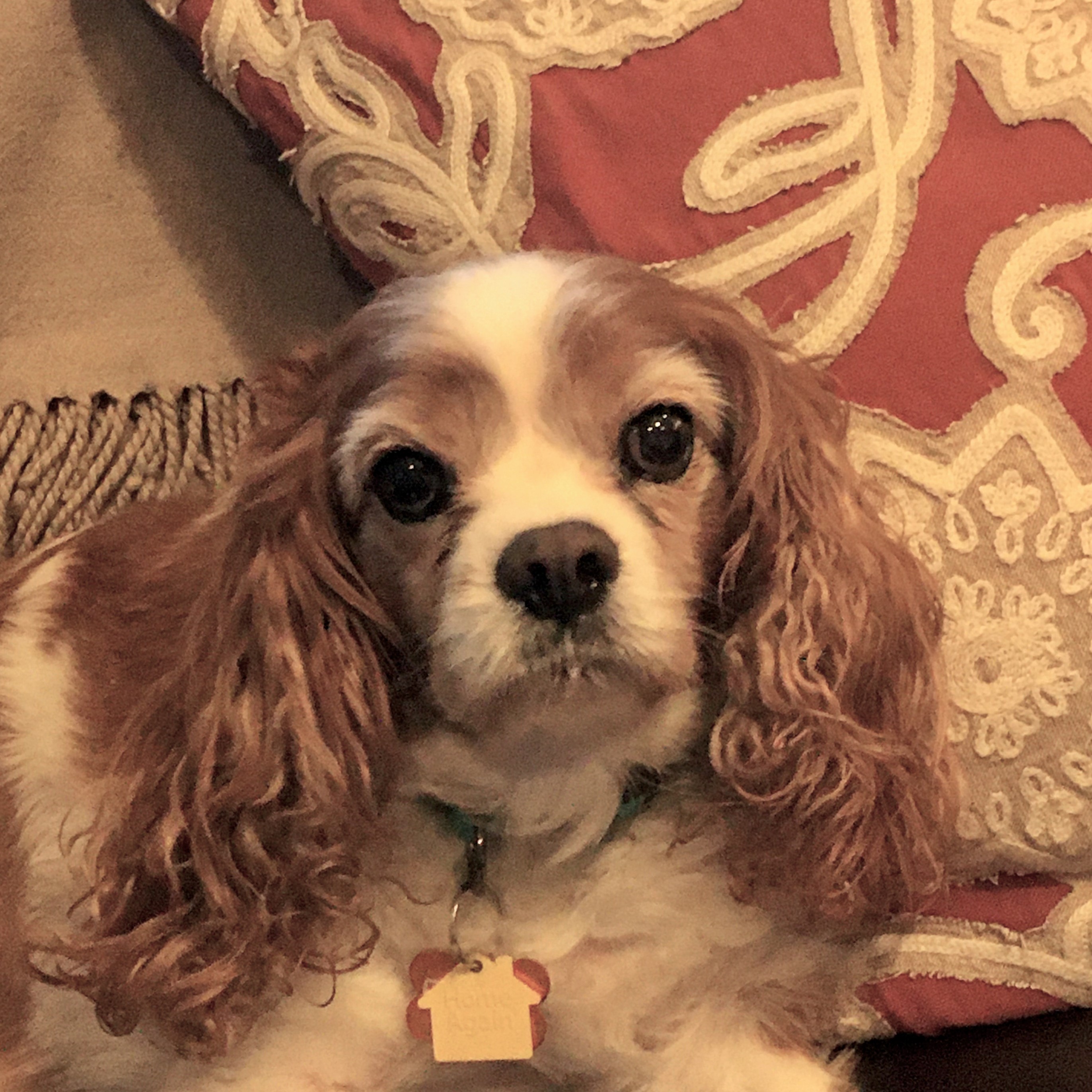 55 King Charles Cavaliers Rescue L2sanpiero