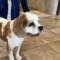 Humphrey in TX