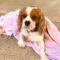 Daisy in Texas