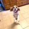 Daisy in Texas