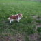Molly in Midwest