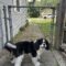 Henry in the Midwest