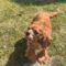 Rusty in Great Plains