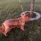 Rusty in Great Plains