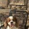 Bo in Great Plains