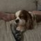 Bo in Great Plains