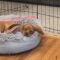 Pretzel in Great Plains