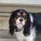 Prada in Midsouth