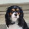 Prada in Midsouth
