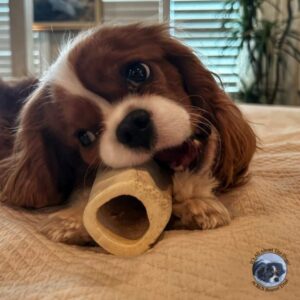 Murray with bone