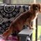 Jasper in the MidSouth